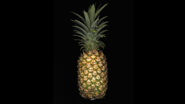 Illustration for article titled Behold These Wonders From Afar: Pine Apples, The Edible Jewels Of The Orient